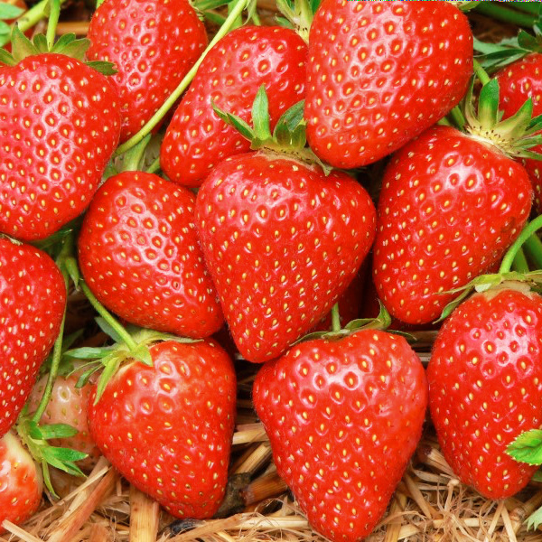 Клубника Ароза