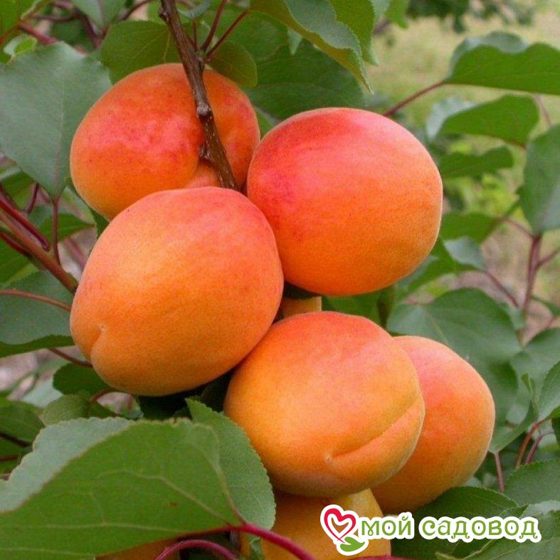 Абрикос Бархатный ранний