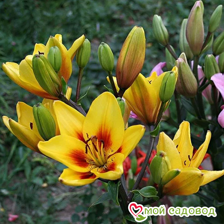 Лилия биколор азиатская Гранд Крю